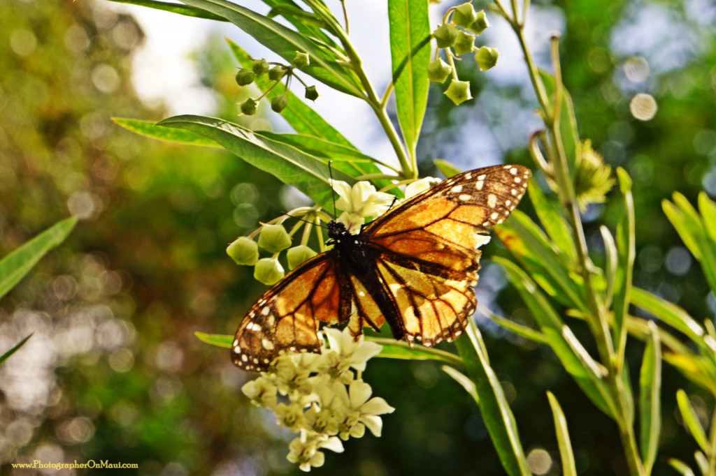 Monarch Butterfly