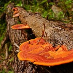 Orange Fungus
