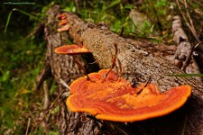 Orange Fungus