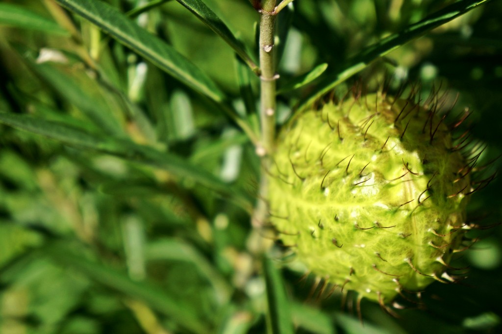 "Maui Milkweed"