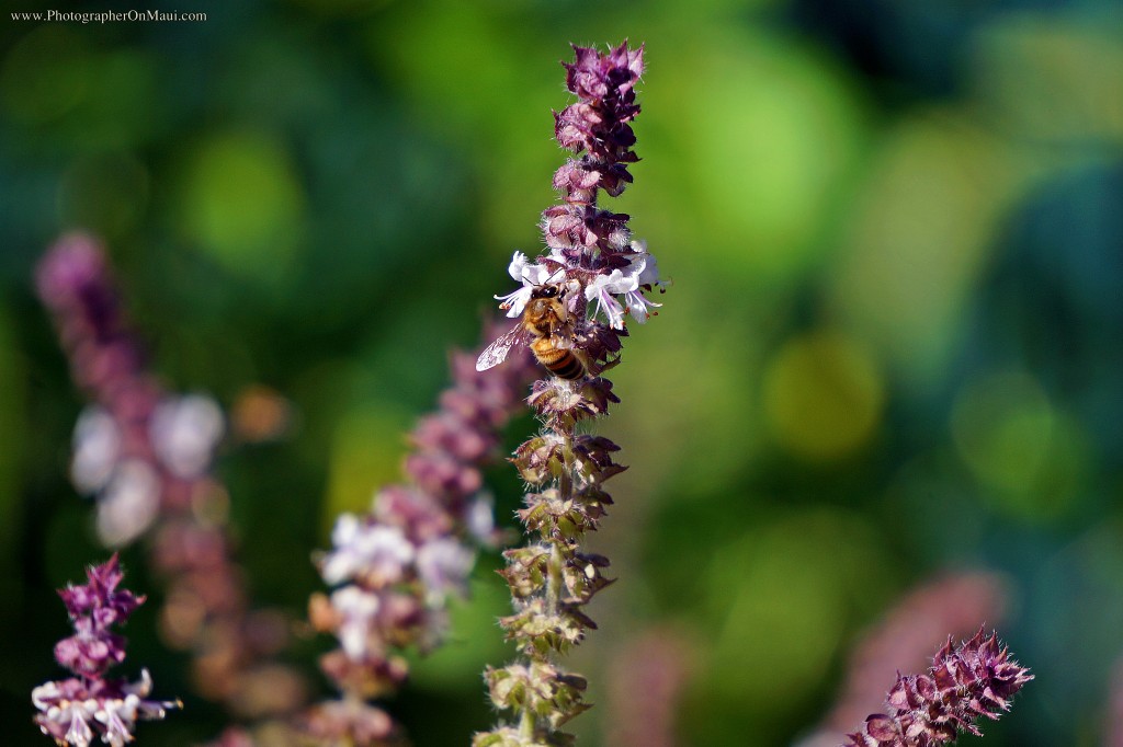 "Basil and the Bee"