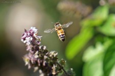 "Wings" by Maui photographer Kevin Hoffman of A Bee