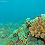 "Lahaina Coral" by Kevin Hoffman