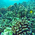 "Yellow Tang" by Kevin Hoffman