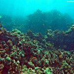 "Towering Coral"
