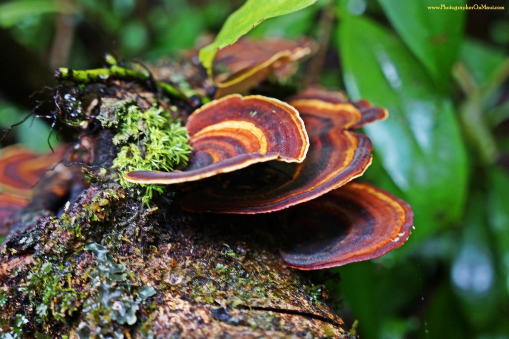 "Red Fungus" by Kevin Hoffman