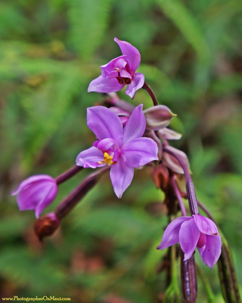 "Purple Orchid"