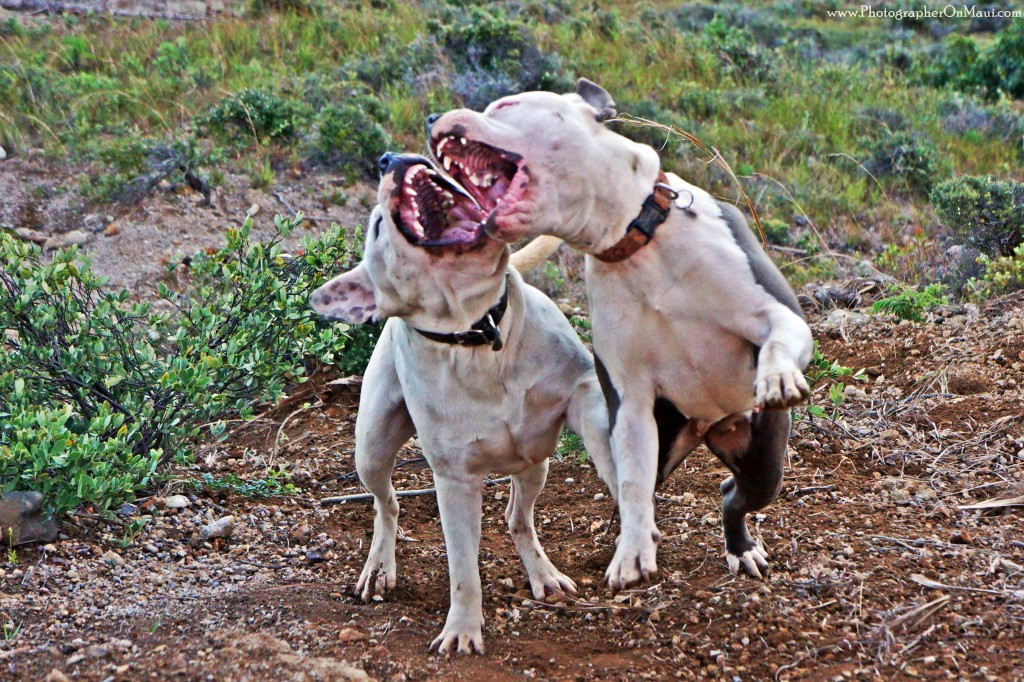 "Dog Love" by Kevin Hoffman
