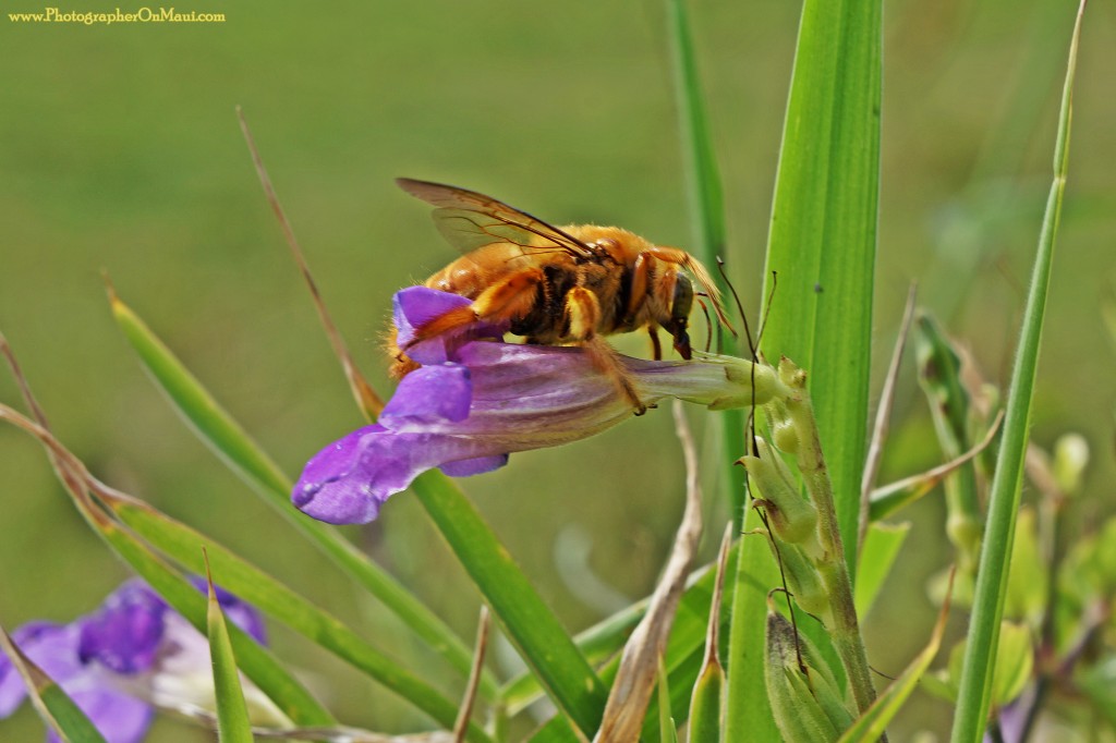 "Hand Bee" by Kevin Hoffman 