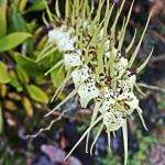 "Hawaii Orchid" Spider Orchid