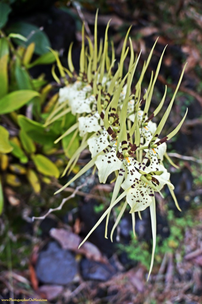 "Hawaii Orchid" Spider Orchid