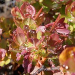 "Haleakala Dew" in Haleakala National Park