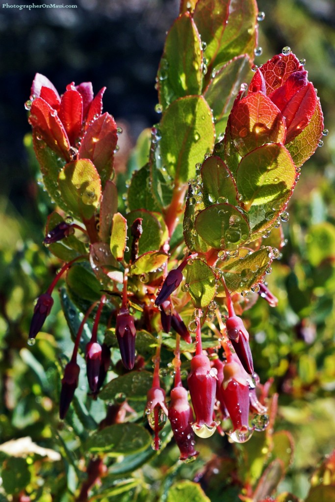 "Flower Droplets"