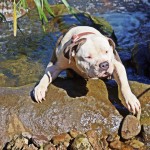 Hiking Pitbull