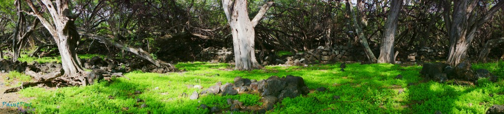 Tree in a lava field.