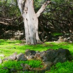 Tree in a lava field.