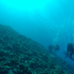 Coral Wall