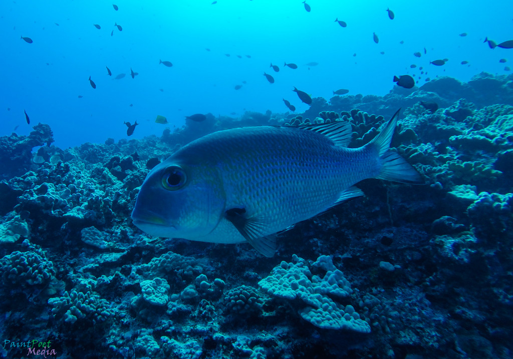 Bigeye Emporor