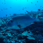Bigeye Emporor