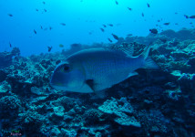 Bigeye Emporor