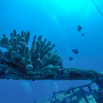 Hawaiian Damselfish and Finger Coral